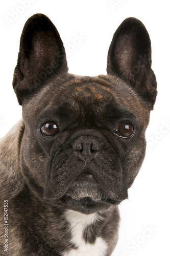 Portrait of an adorable French bulldog - studio shot, isolated on white background © Ingus Evertovskis