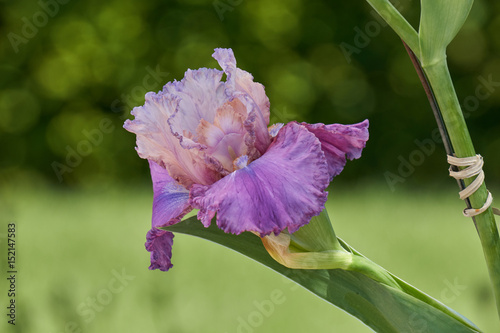 Fototapeta Naklejka Na Ścianę i Meble -  iris gladiolus in the garden