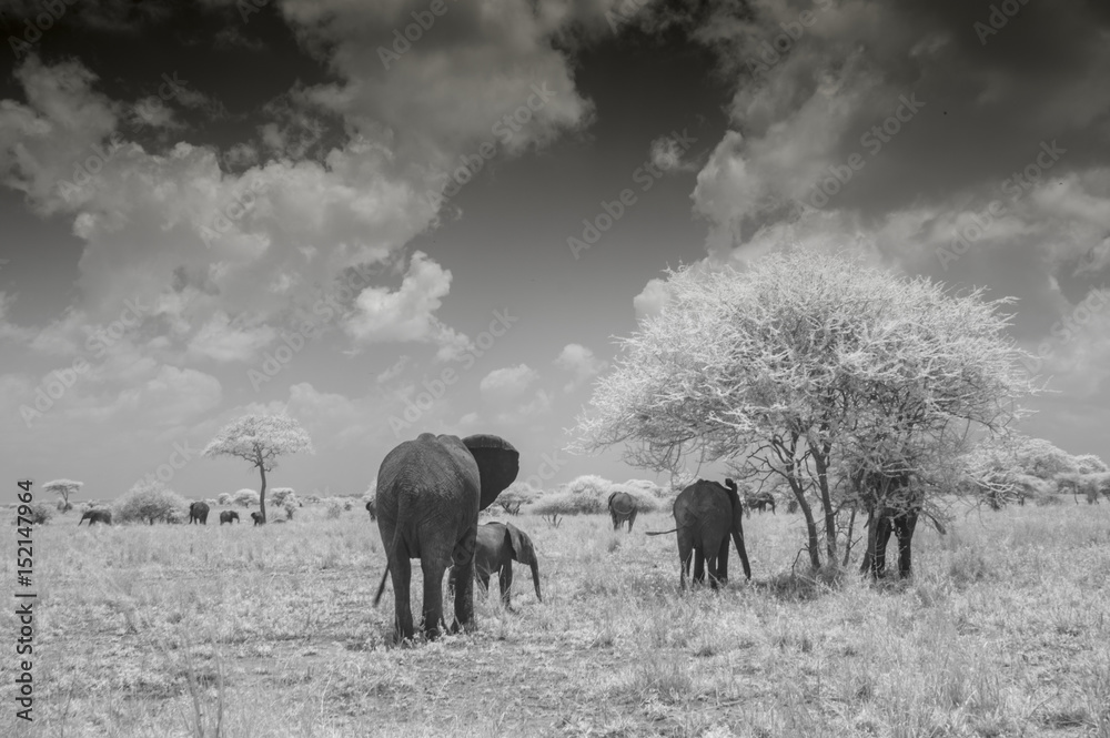 Fototapeta premium Infrared Photo of Elephants, Tarangire