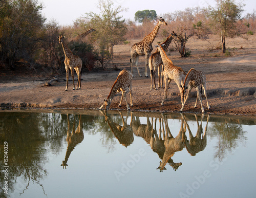 Fototapeta Naklejka Na Ścianę i Meble -  Giraffe drinking water from the watering hole