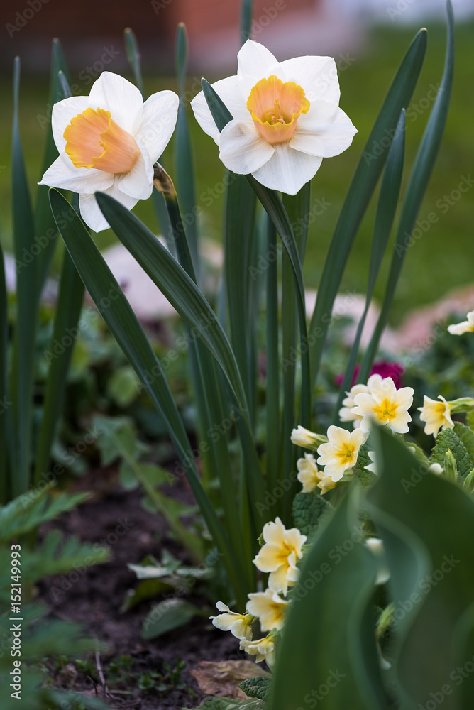 Flowers narcissi white.