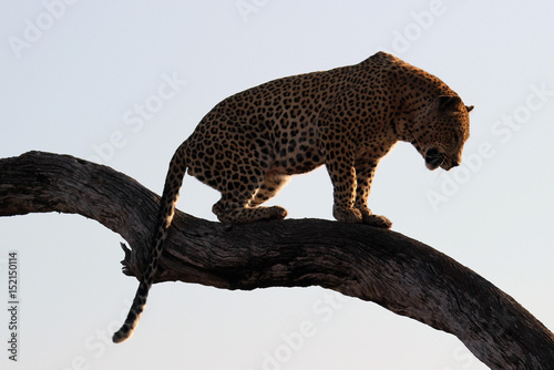 leopard resting in tree