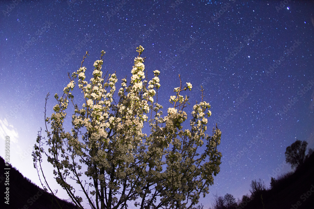 fairy starry landscape fairy starry landscape