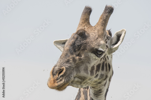 Fototapeta Naklejka Na Ścianę i Meble -  Giraffe Portrait