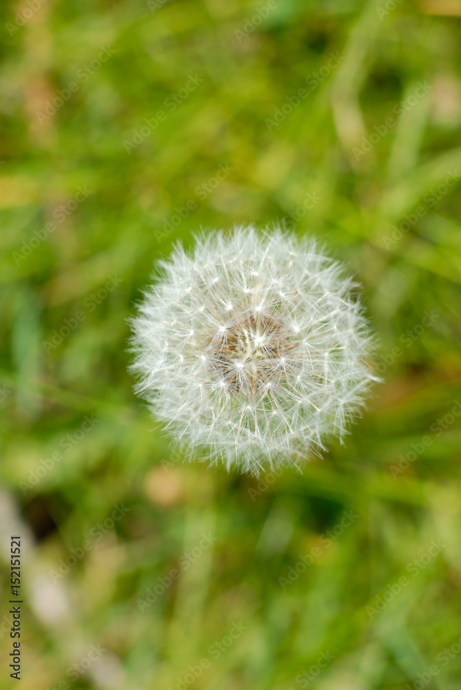 Pusteblume Pusteblume
