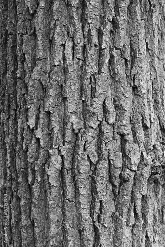 Bark of an old tree