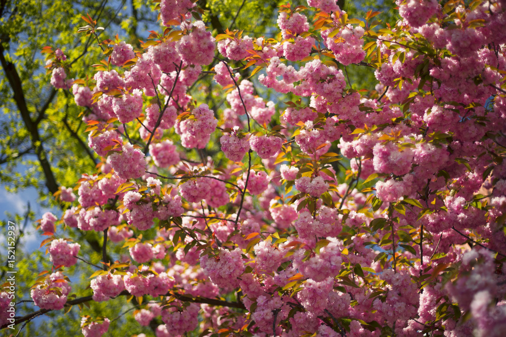 Ukrainian Sakura in the Carpathians