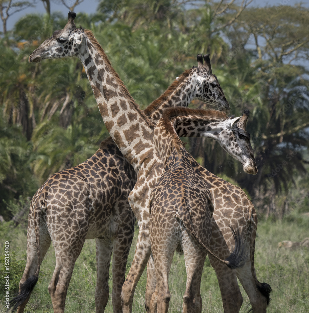 Obraz premium Giraffe Family
