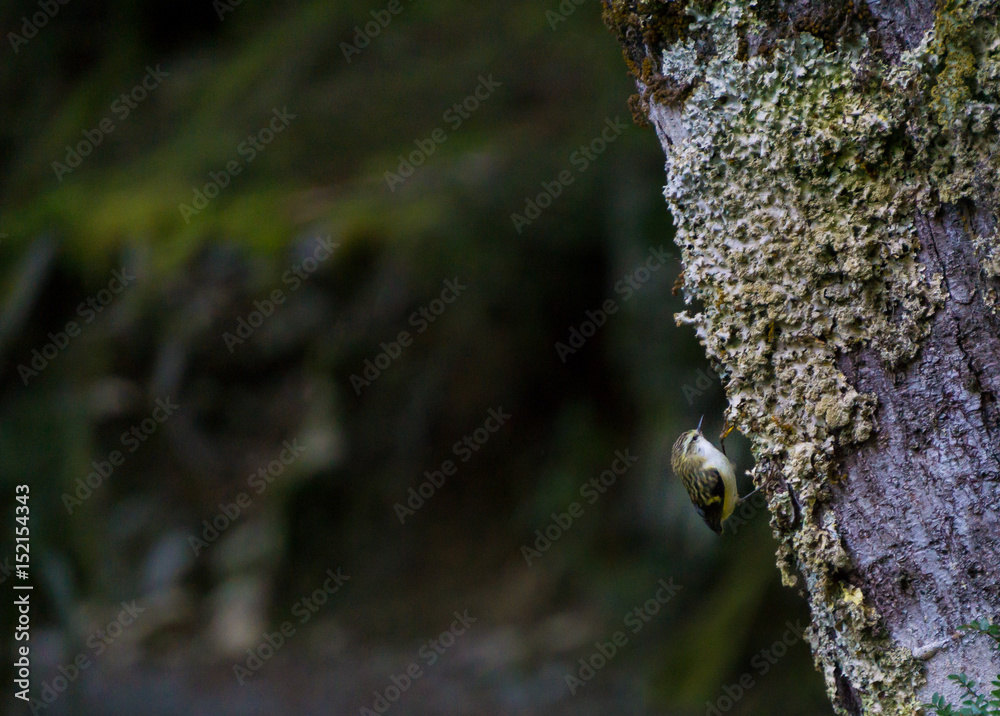 Fototapeta premium Rock Wren