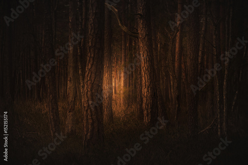 Pine trees in a exciting light, very mysterious. Sweden photo