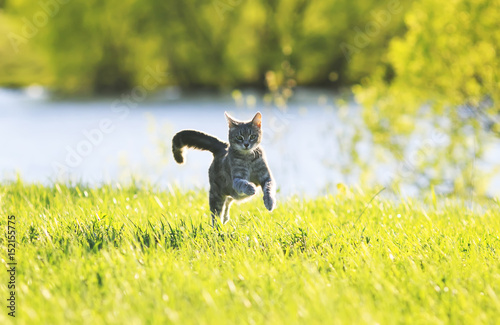 sweet  cat fun running on green meadow in Sunny summer day