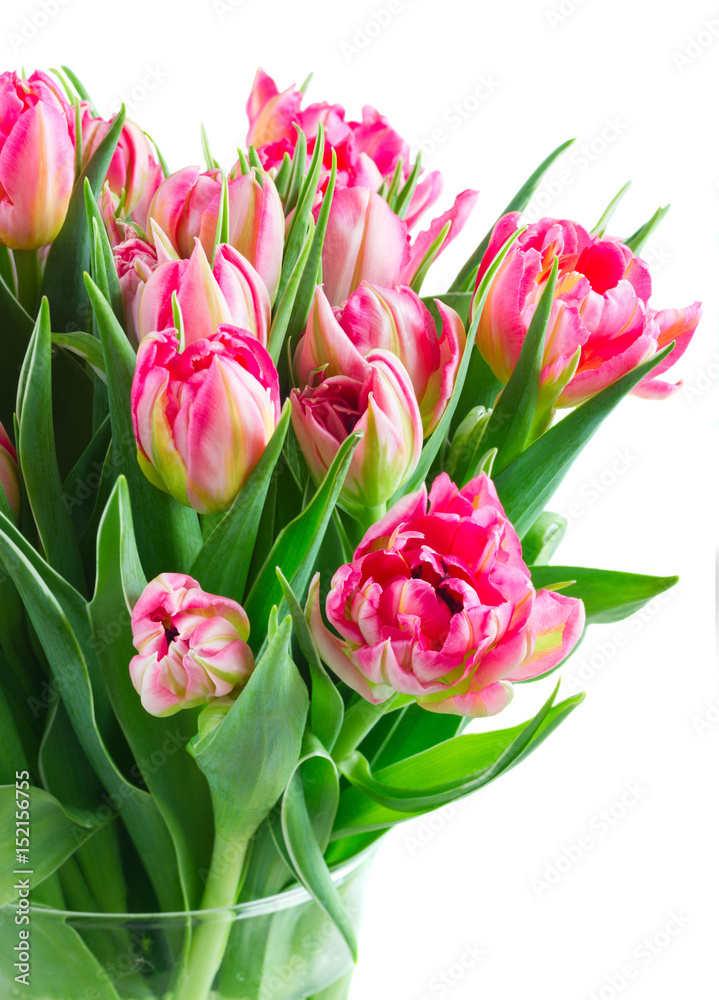 Bouquet of bright pink fresh tulips close up isolated on white background