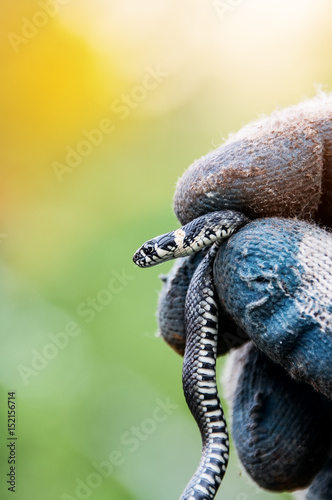Fototapeta Naklejka Na Ścianę i Meble -  A small gray snake in hand, wearing gloves. The vertical frame. Close-up