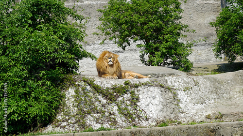 Złoty lew odpoczywa 