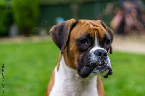 Boxer dog pet © Lawson