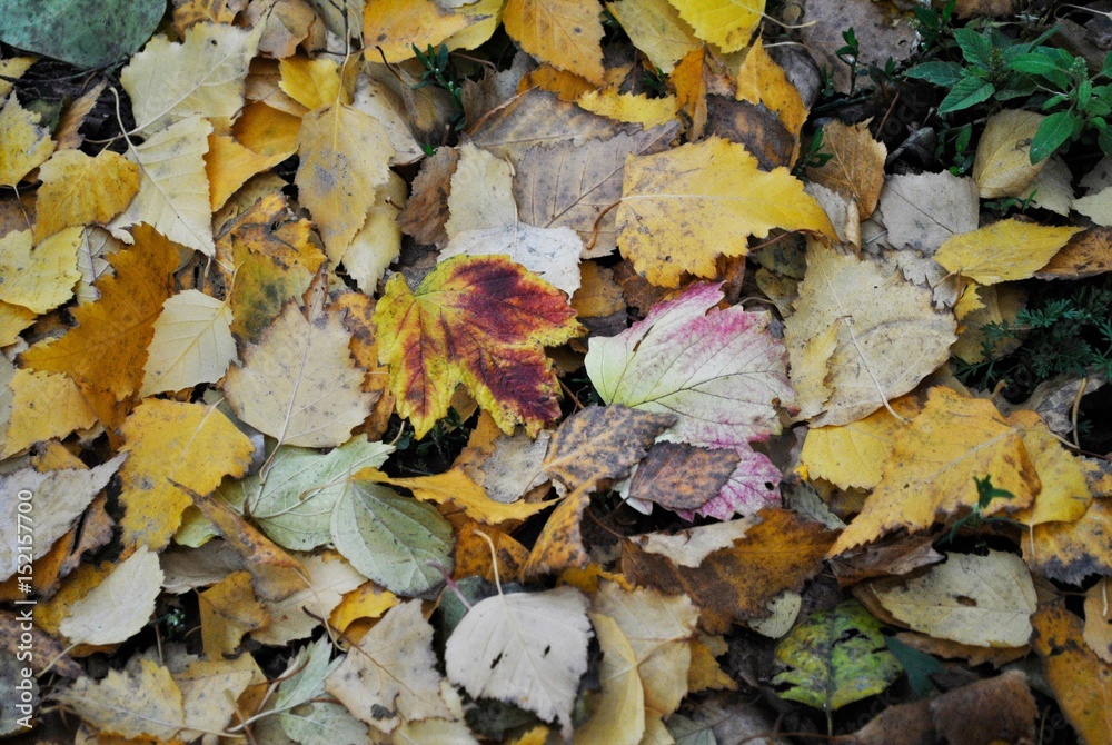 autumn leaves texture