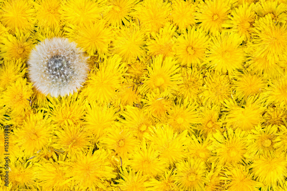 Fototapeta premium One ripe dandelion among yellow