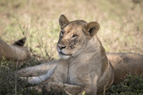 Young Lion, Serengeti