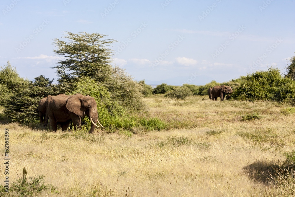 Wild African Elephant on the Move - Tanzania Africa Wild African Elephant on the Move - Tanzania Africa
