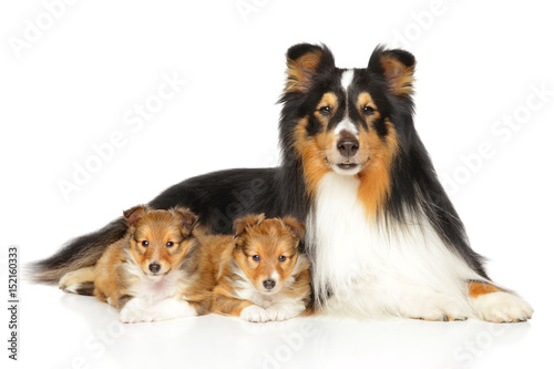 Fototapeta Naklejka Na Ścianę i Meble -  Shetland Sheepdog puppies and father