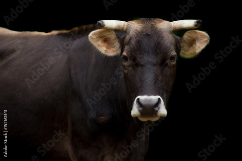 Ritratto di mucca su sfondo nero photo