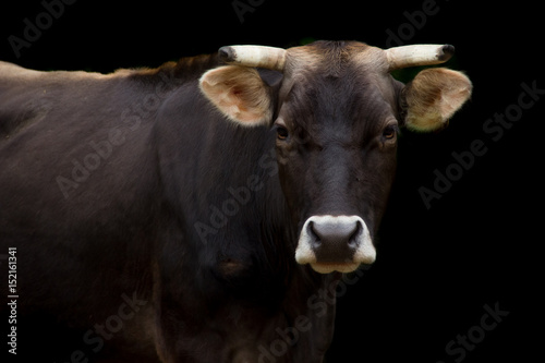 Ritratto di mucca su sfondo nero