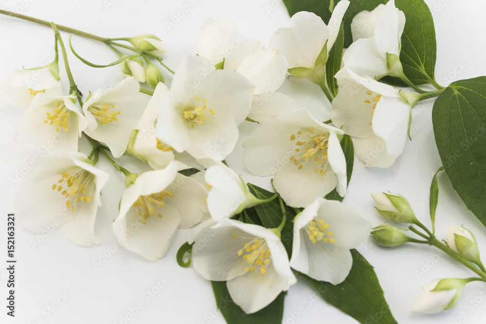 Fototapeta premium Jasmine on a White Background