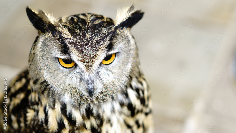 Owl focused on the subject. Blurred background. Owl focused on the subject. Blurred background.