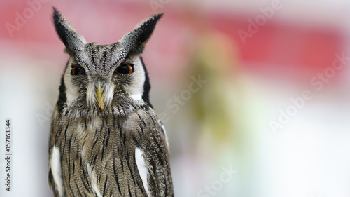 Owl on the left of photo. Blurred background with space for text. photo