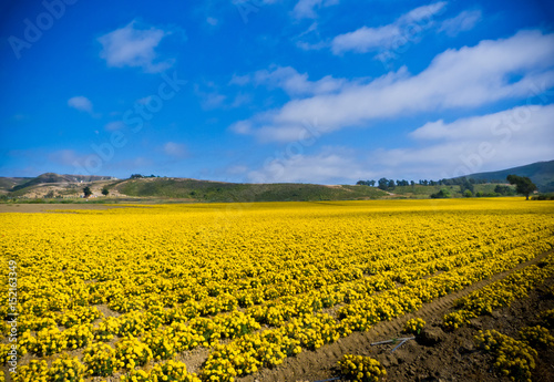 Fototapeta Naklejka Na Ścianę i Meble -  Yellow Fields