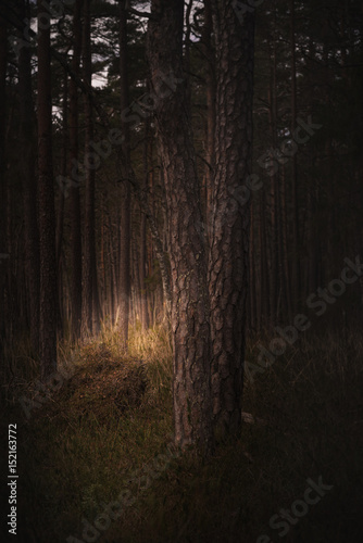 Pine trees in a exciting light  very mysterious. Sweden