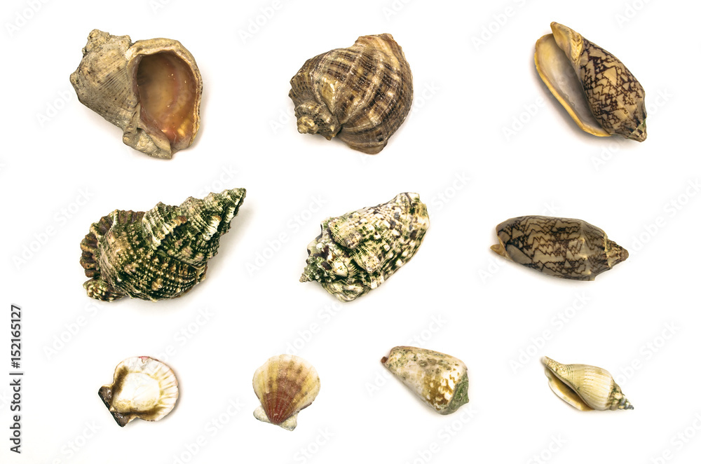 Seashells isolated. Seashells isolated.