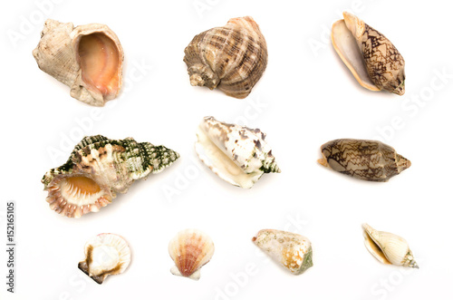 Seashells isolated.