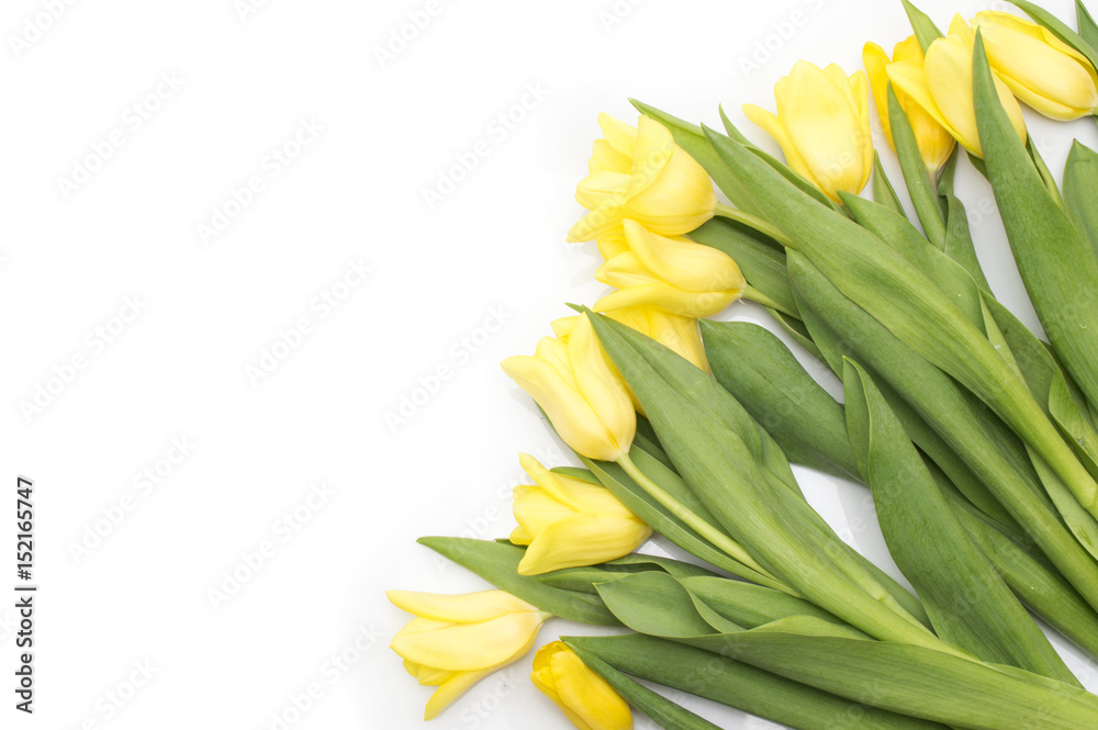 Yellow tulips with yellow ribbon on beige Yellow tulips with yellow ribbon on beige