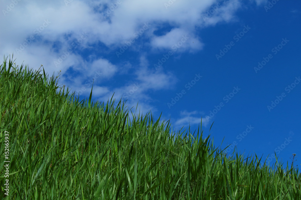 Blue sky, green grass slope.