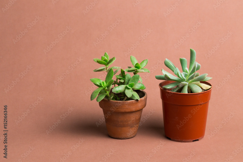 Beauty succulent background