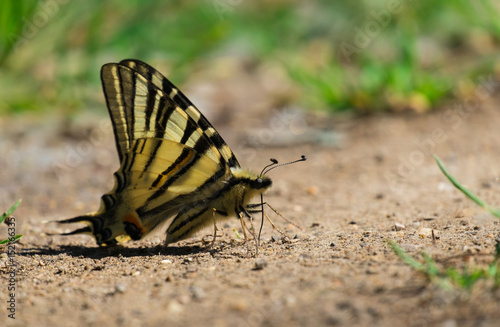 Un papillon Machaon sur le sol. Gros plan.