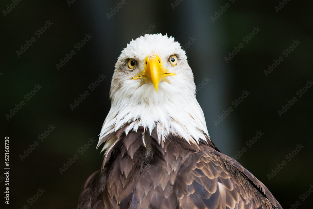 Portrait of Bald eagle (Haliaeetus leucocephalus) Portrait of Bald eagle (Haliaeetus leucocephalus)