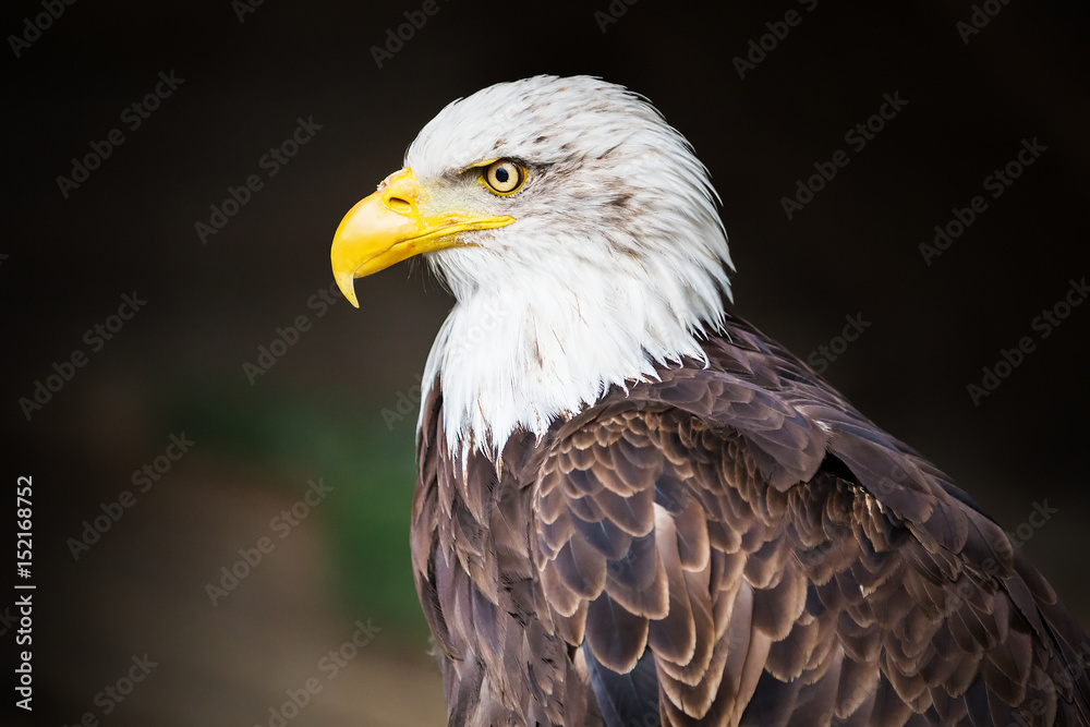 Portrait of Bald eagle (Haliaeetus leucocephalus) Portrait of Bald eagle (Haliaeetus leucocephalus)