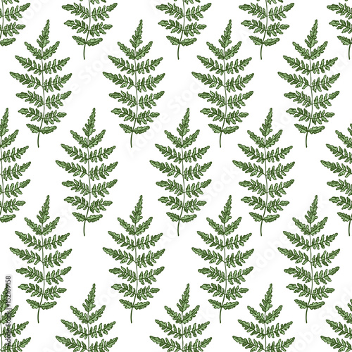 Wild plants seamless pattern. Botanical fern background. Vector illustration