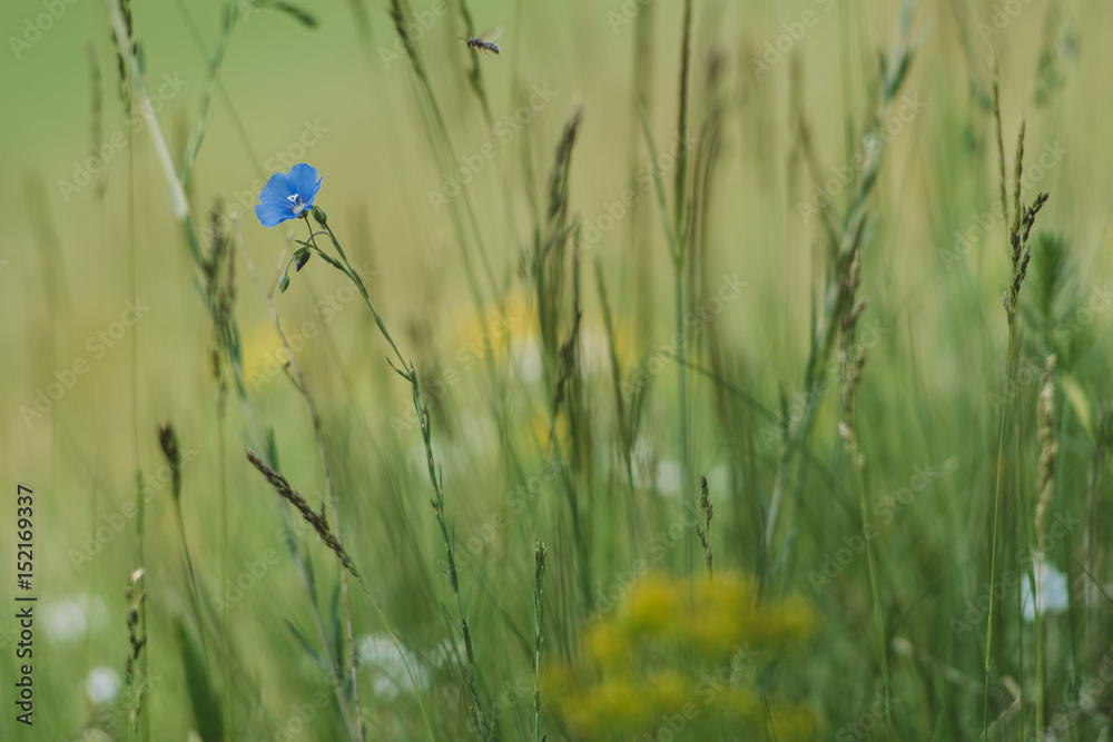 Forget me not flower small depth of field Forget me not flower small depth of field