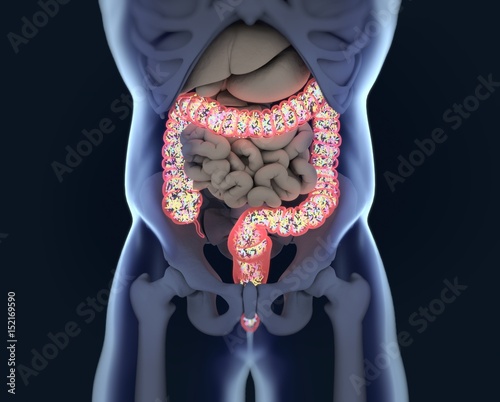 Gut bacteria, microbiome. Bacteria inside the large intestine, concept, representation. 3D illustration.
