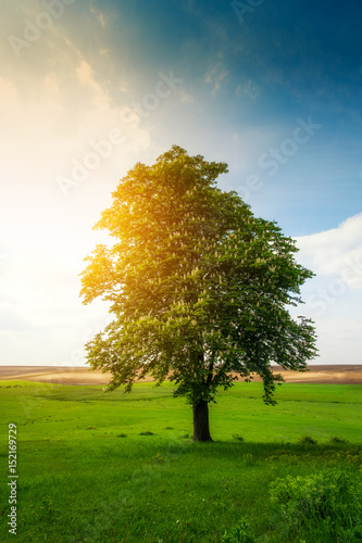 Lonely tree on a sunny meadow