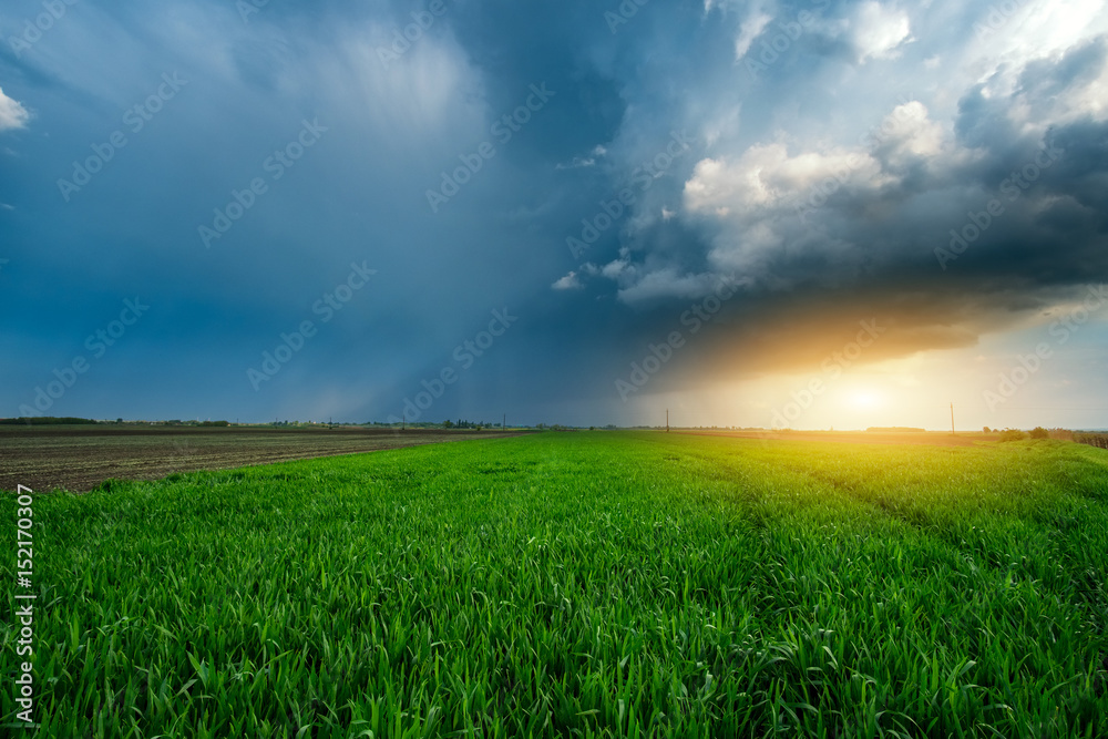 Storm clouds overt sunny wheatfield