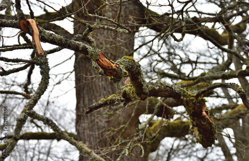 Snake-like old branch