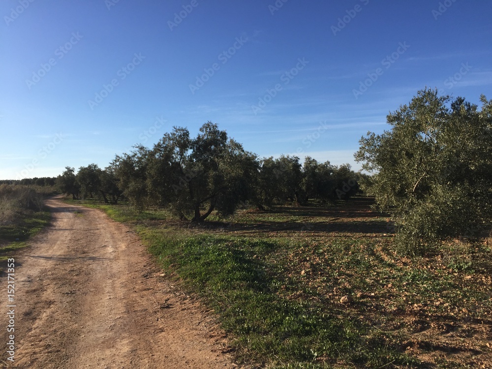olive grove olive grove