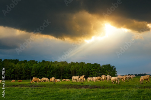 Cattles in the stormy pasture © Creaturart