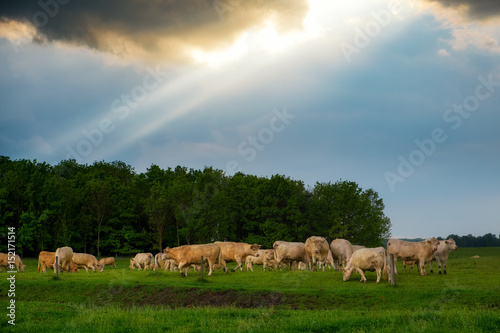 Cattles in the stormy pasture © Creaturart