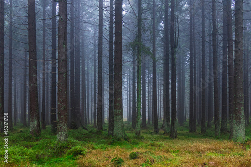 The old and autumn forest in Harz, Germany