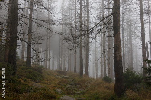 The old and autumn forest in Harz  Germany